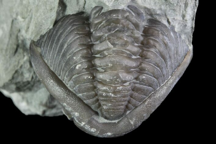 Wide Enrolled Flexicalymene Trilobite - Mt Orab, Ohio #85599